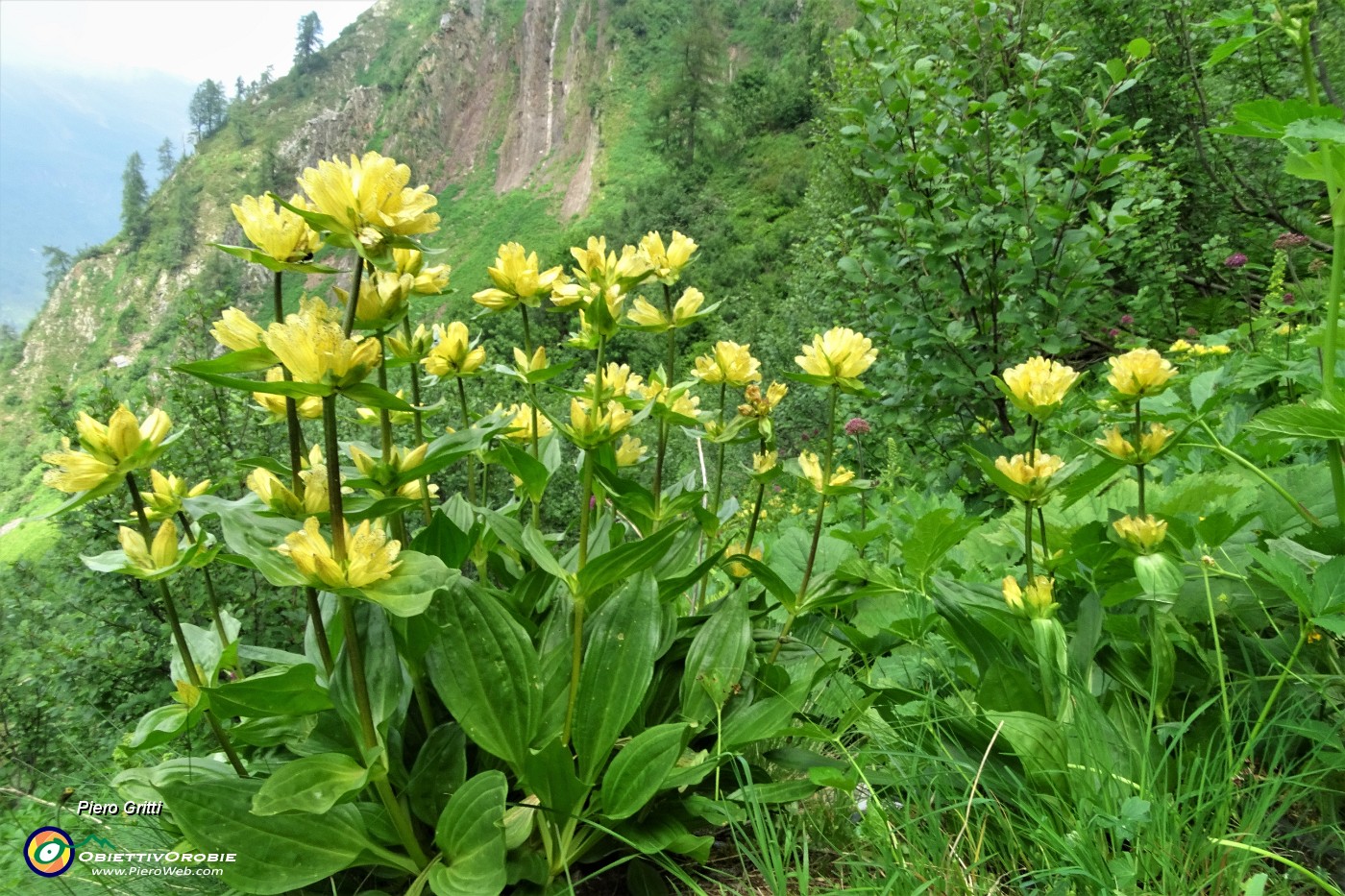 81 Genziana maggiore (Gentiana lutea).JPG